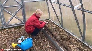 Что посеять в марте в теплицу.