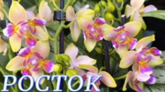 №1061/ ОБЗОР орхидей в с/ц РОСТОК. Горшки для ОРХИДЕЙ смотреть онлайн
