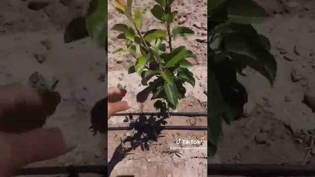 Нок боги! Жиззпхда килган богимиз 902771767 смотреть онлайн