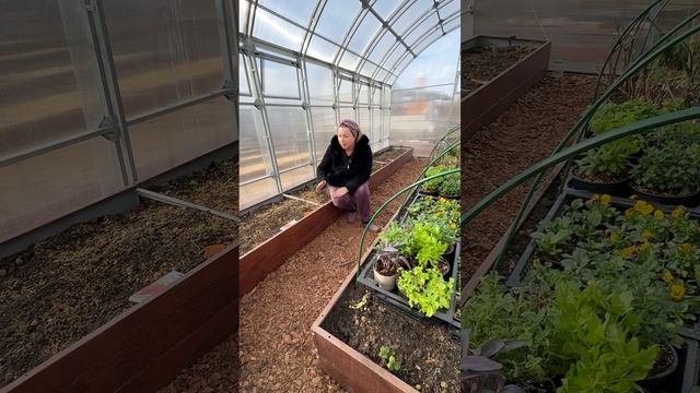 Грядки в теплицу в цвете "дуб антик" 😍 смотреть онлайн