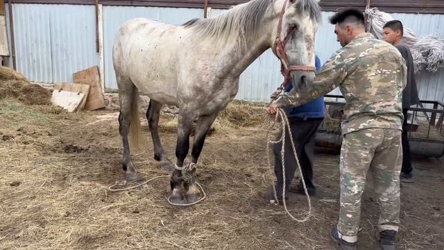 Орловский Айғыр Орлик көзден айырылды Жеребец Орловский одноглазый HORSE ANIMALS #казахстан#малбаза смотреть онлайн