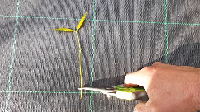 Come riprodurre con la talea il Gelsomino invernale di San Giuseppe ( Jasminum Nudiflorus ) смотреть онлайн