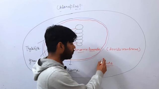 Cell The Unit Of Life- Plastid (L-7) #chloroplast #plastids #keshav_dhuria смотреть онлайн