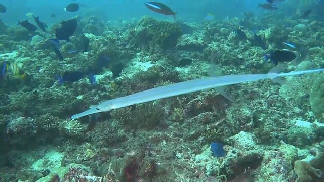 管口魚(01).mp4 смотреть онлайн