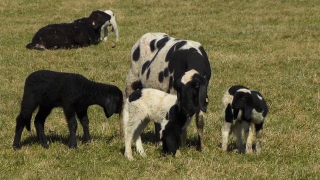 Breeds of Livestock, cattle horse, goat, sheep, chicken, goose, duck, turkey смотреть онлайн