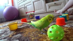 и КАК  тут не  ЗАСМЕЯТЬСЯ  САМЫЙ ВЕСЕЛЫЙ ПОПУГАЙ  играет ▶️ зеленый попугайчик TV