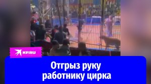 Тигр отгрыз руку работнику цирка во время выступления