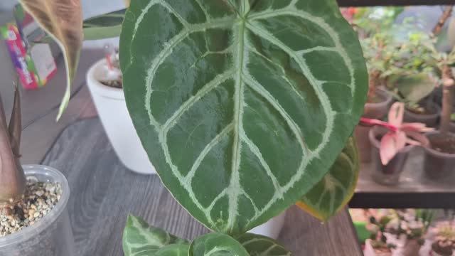 Пересадка антуриума и алоказии Полли смотреть онлайн