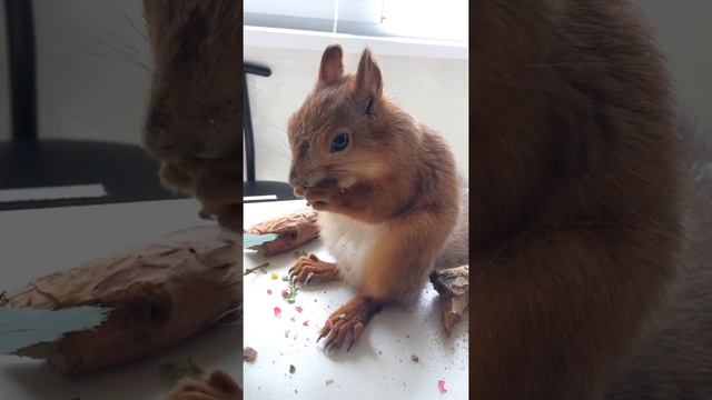 Первый бутон розочки для Белки Шушик смотреть онлайн