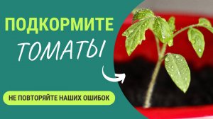 Подкормите рассаду томатов🍅! Не повторяйте наших ошибок