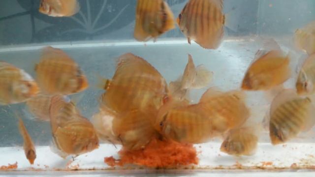 Дискус кормежка смотреть онлайн