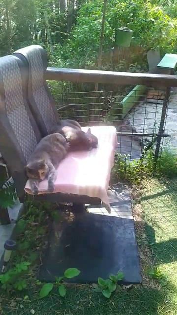 Лето, дача, кот и кошка #лето #дача #кошки #cat #nature смотреть онлайн