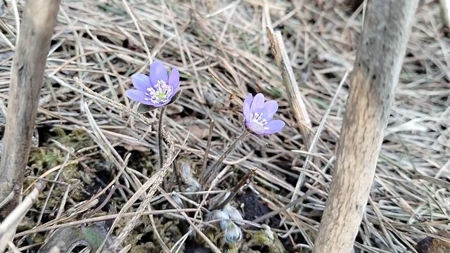 Печёночница (Hepática) зацвела в нашем саду. Весна 2024. смотреть онлайн