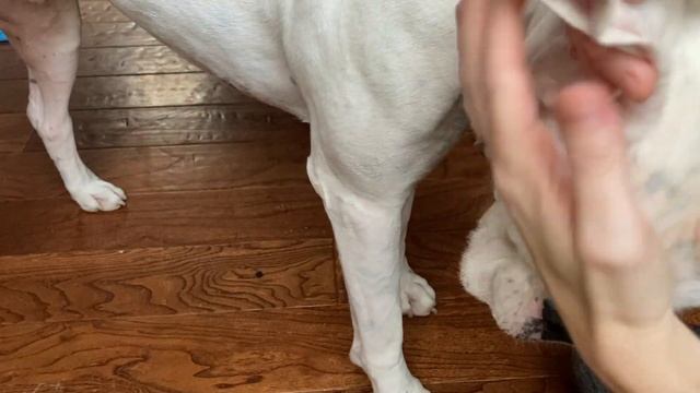 Shaving Schnauzer Ears - Tutorial смотреть онлайн