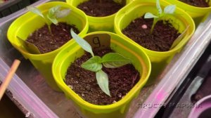 Рассада в феврале