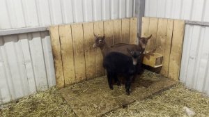 Приехали новые жители из Катум! Распродаем телочек и козликов ! Покажем ассортиментов наших сыров!