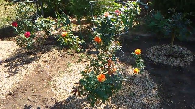 Miranda Lambert Rose
