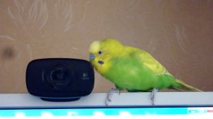 КАК ПОПУГАЙ РЕАГИРУЕТ НА МУЗЫКУ//ПЕСНЯ ДЛЯ ПОПУГАЯ//ВЕСЕЛЫЙ ПОПУГАЙ