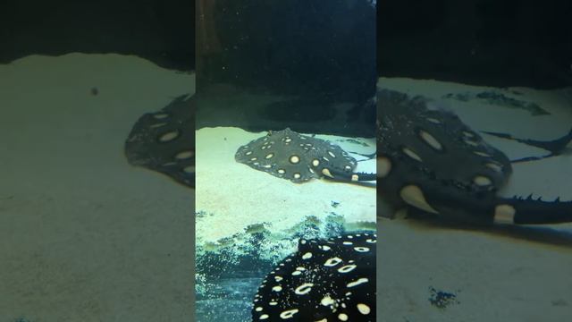 Potamotrygon king henlei смотреть онлайн
