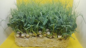 Микрозелень гороха. Как вырастить дома?