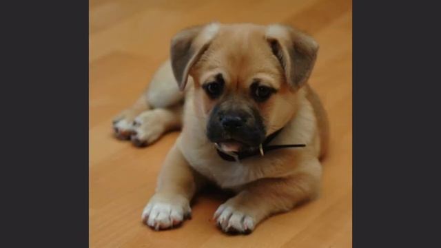 Corgi cross pug mix puppy.. Woow.. Vary cuteness amazing must watch👀.. Outstanding смотреть онлайн