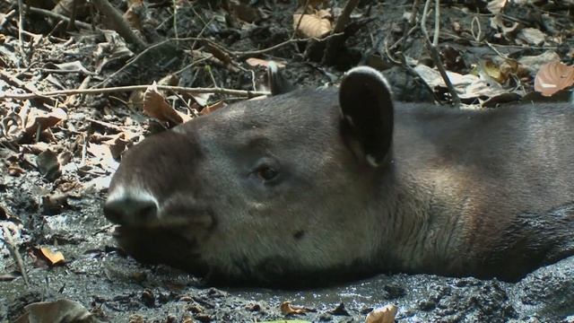 Baird's Tapir in Costa Rica смотреть онлайн