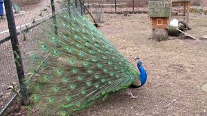 Павлин распускает хвост. Очень красиво!