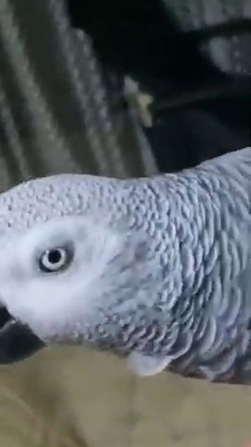 Всем спокойной ночи, друзья. смотреть онлайн