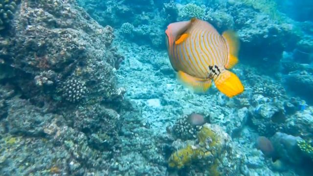 yellow trigger fish смотреть онлайн