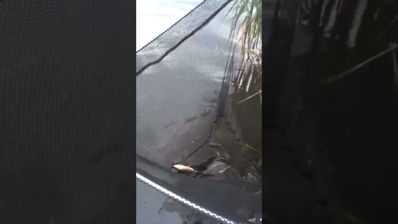 Коту наловил #карась #fishing #рыбалка #shorts смотреть онлайн