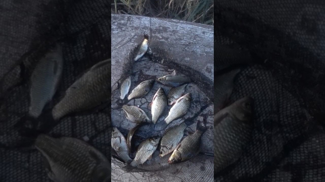 Улов за вечер #рыбалка #fishing #карась #shorts смотреть онлайн