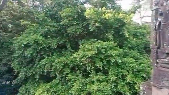 Kosak Temple Built In 12th Century #angkor #tourguide #bayon #angkorthom #banteaysrey #taprohm