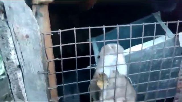 Очередной окрол. Девочка Полтавское серебро и её малыши. смотреть онлайн