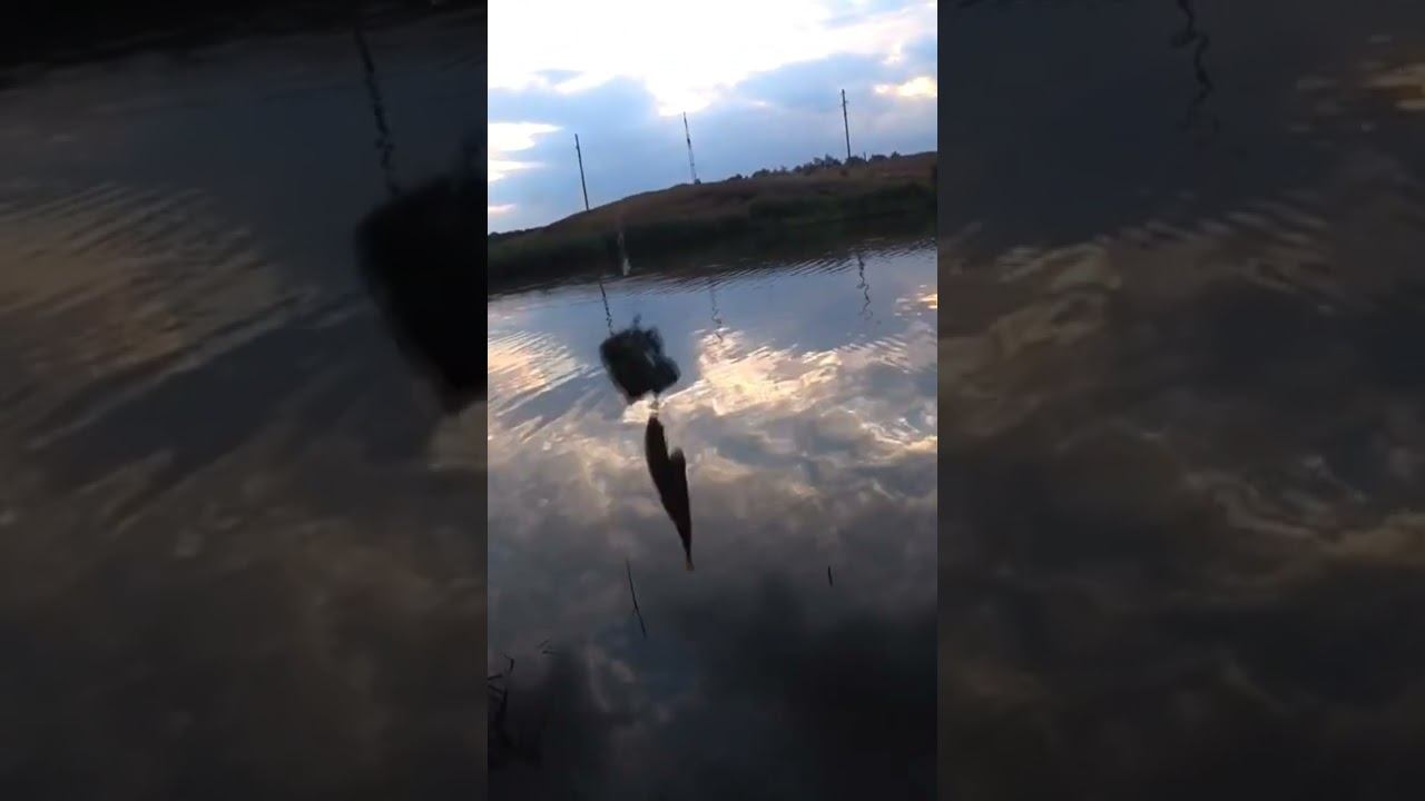Дуплет на донку #рыбалка #fishing #донка #shorts смотреть онлайн