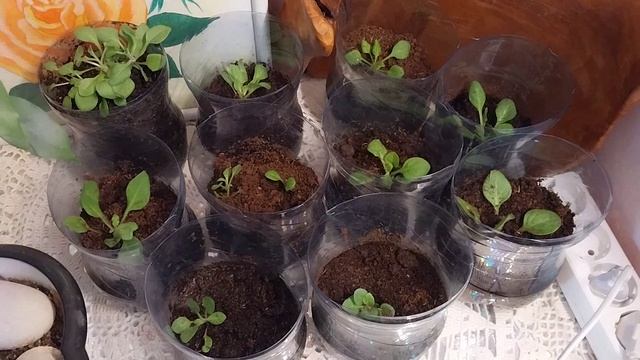 Суббота 5 апреля 25 год. смотреть онлайн