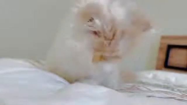 Милый персидский котёнок умывается смотреть онлайн