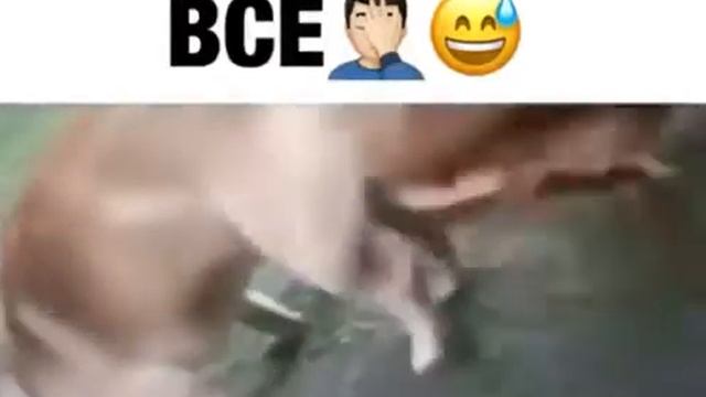 Собака с петухом ржака смотреть онлайн