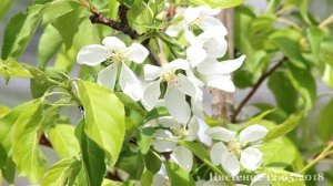 Яблоня Ред Сентинел цветение