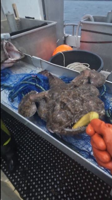 Banana vs. Angry Monkfish #fisherman смотреть онлайн