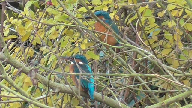 Male and female Kingfisher Panasonic HD смотреть онлайн