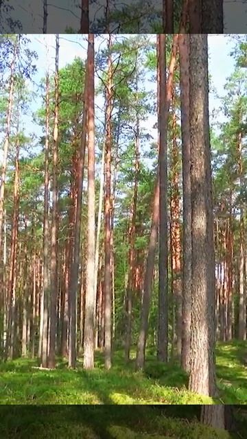 Сказочный грибной селигерский сосновый лес .#грибы #селигер смотреть онлайн