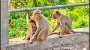 Компания мамочек-макак с детенышами   1000044546.mp4
