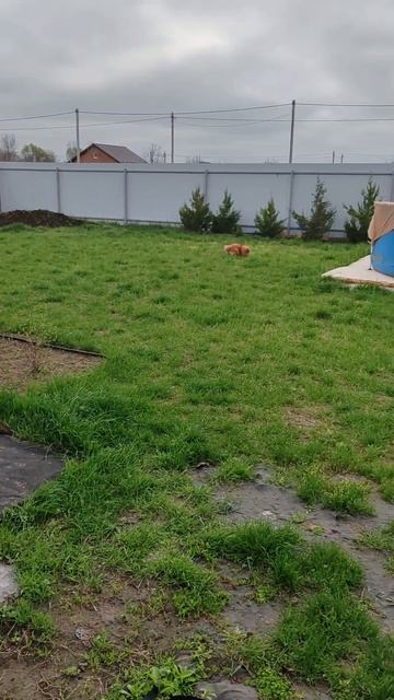 На любимой даче. Счастье оно такое🥰