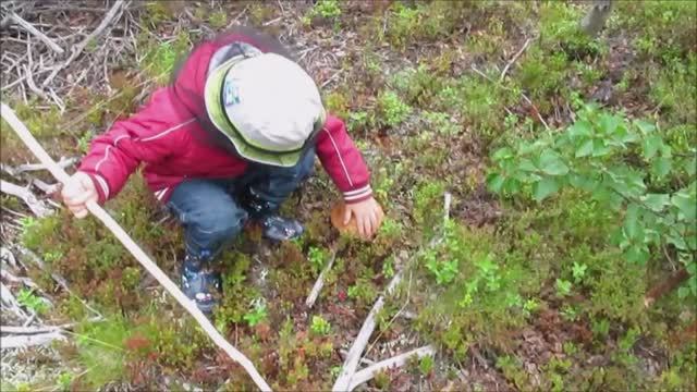 С внуком за грибами. Три видео в одном. Север. Архив. 2013. смотреть онлайн