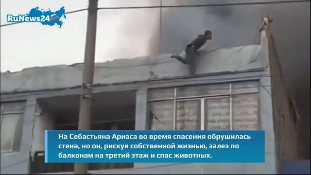 В Перу бездомный спас 25 собак с крыши горящего дома смотреть онлайн