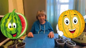 Что делать, если рассада дыни и арбуза вытянулась_