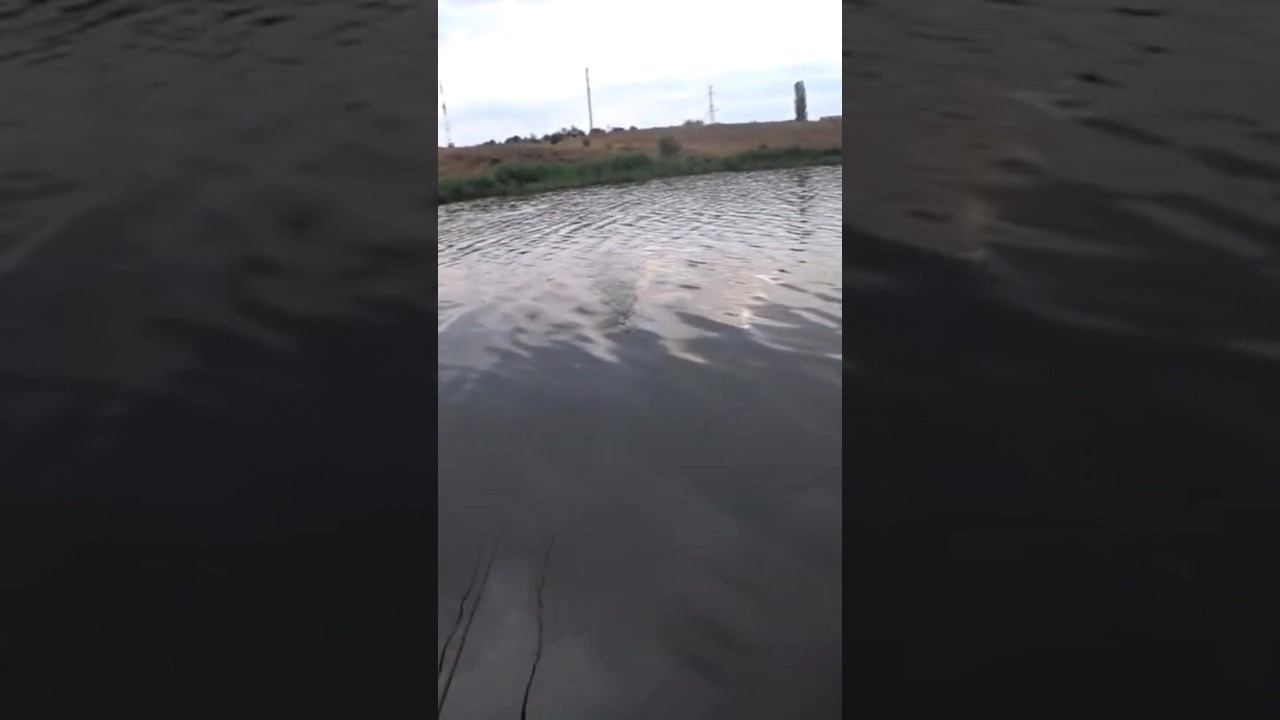 Карась на вечерней зорьке #карась #fishing #рыбалка #shorts смотреть онлайн