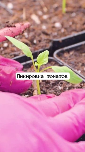 ПИКИРОВКА ТОМАТОВ 🍅🌱 смотреть онлайн