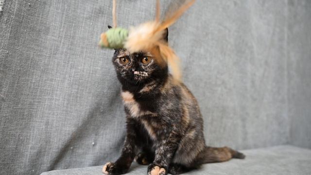 DSC_1844 смотреть онлайн