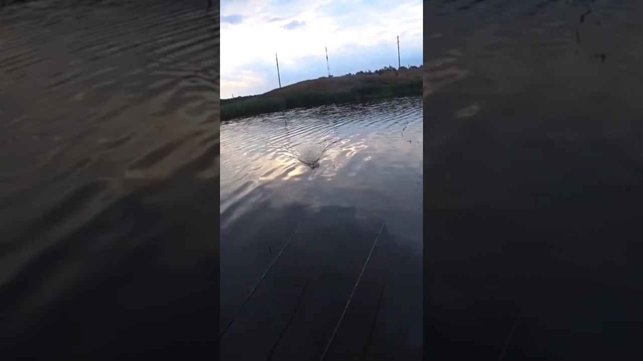 Карась на закате #карась #рыбалка #fishing #shorts смотреть онлайн